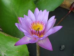 bkk151