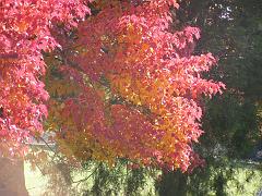 seasons