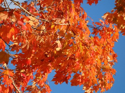 Autumn23 (161)