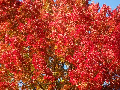 Autumn23 (234)