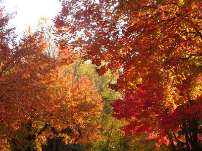 Autumn23 (240)