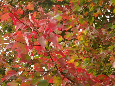 Autumn23 (83)