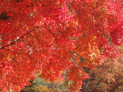 AutumnOlympus23a (190)