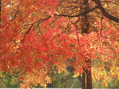 AutumnOlympus23a (204)