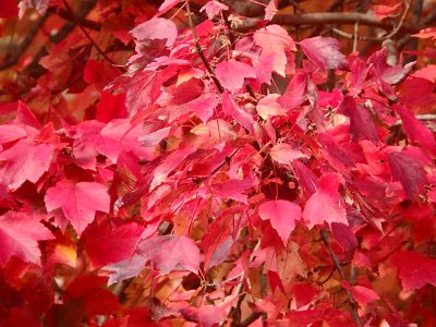 AutumnOlympus23a (226)