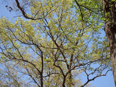 BDamAzeala (119)