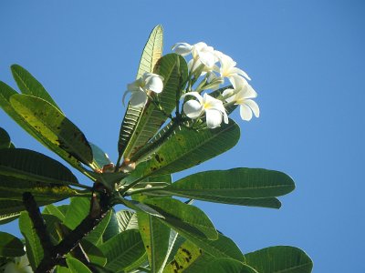 BaliOct23 (7)