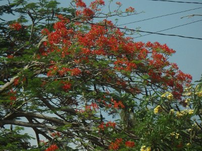 NatureBali23 (170)