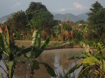 RiceFieldsBali23 (85)