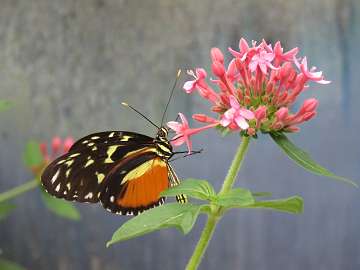 butterfly18 (318)