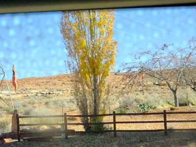 2Buckskin (114)