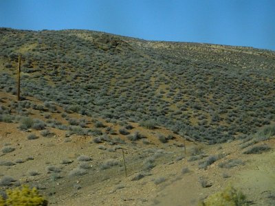 2Buckskin (55)