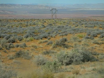 2Buckskin (91)