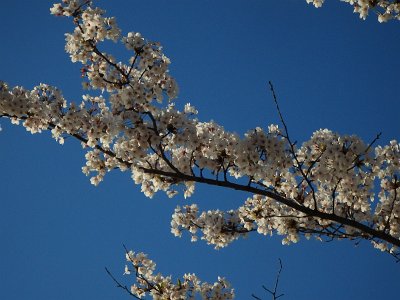 Cblossom24 (41)