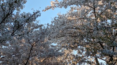 cblossompix (37)