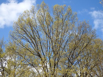 CBlossomParade22 (1)