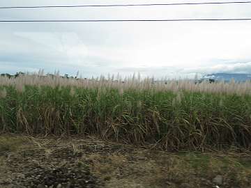 CostaRica1121 (347)