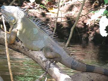 CostaRica1122 (177)