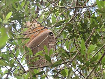 CostaRica1123 (105)