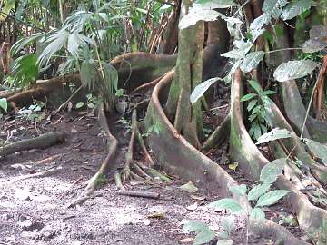 CostaRica1123 (46)
