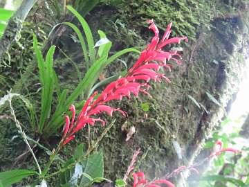 CostaRica1124 (488)
