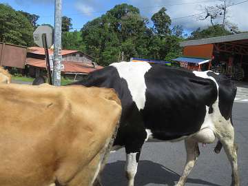 CostaRica1126 (109)