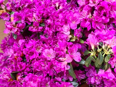 WuhanFlowerShow0426 (103)