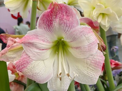 WuhanFlowerShow0426 (11)