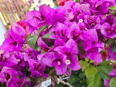 WuhanFlowerShow0426 (114)