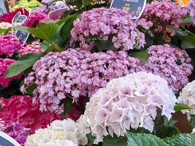 WuhanFlowerShow0426 (118)