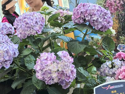 WuhanFlowerShow0426 (119)
