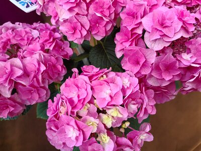 WuhanFlowerShow0426 (121)