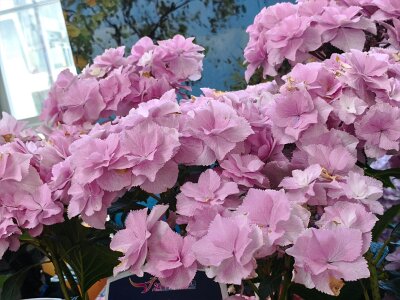WuhanFlowerShow0426 (123)