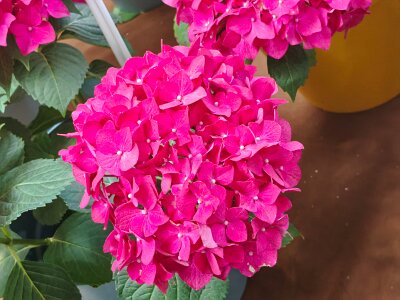 WuhanFlowerShow0426 (125)
