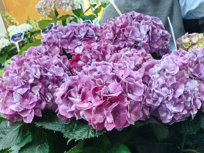 WuhanFlowerShow0426 (126)