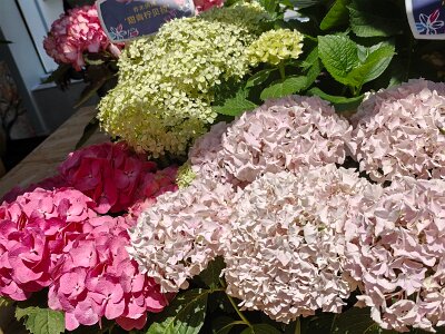 WuhanFlowerShow0426 (128)
