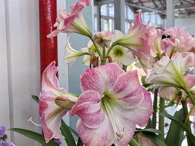 WuhanFlowerShow0426 (13)