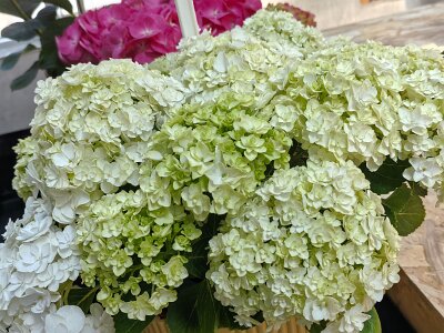 WuhanFlowerShow0426 (130)