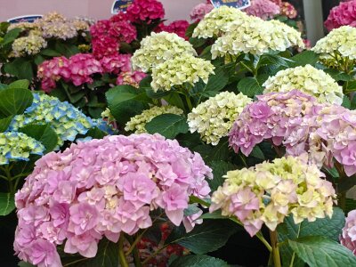 WuhanFlowerShow0426 (131)