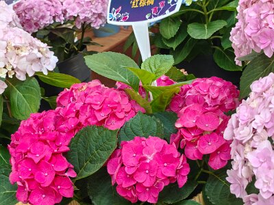 WuhanFlowerShow0426 (132)
