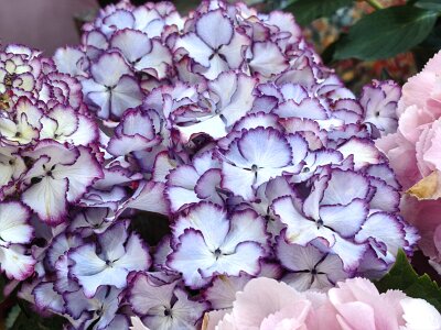 WuhanFlowerShow0426 (134)