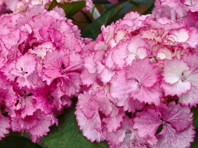 WuhanFlowerShow0426 (135)