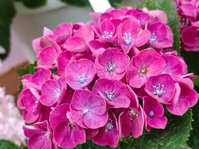 WuhanFlowerShow0426 (137)