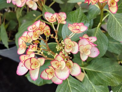 WuhanFlowerShow0426 (139)