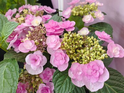 WuhanFlowerShow0426 (140)