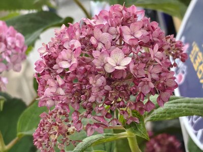 WuhanFlowerShow0426 (142)