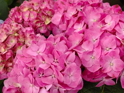 WuhanFlowerShow0426 (144)
