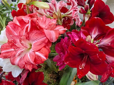 WuhanFlowerShow0426 (145)