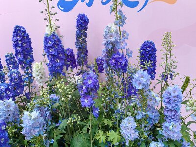 WuhanFlowerShow0426 (146)