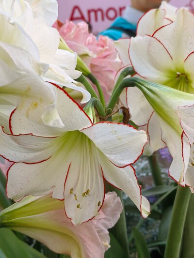 WuhanFlowerShow0426 (15)